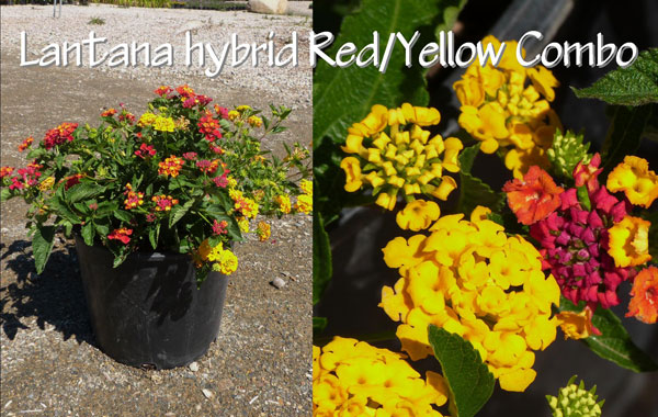 Lantana-hybrid-Red-Yellow-Combo