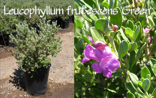 Leucophyllum-frutescens-'Green'