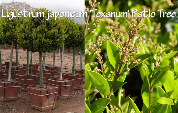 Ligustrum-japonicum-'Texanum'-Patio-Tree