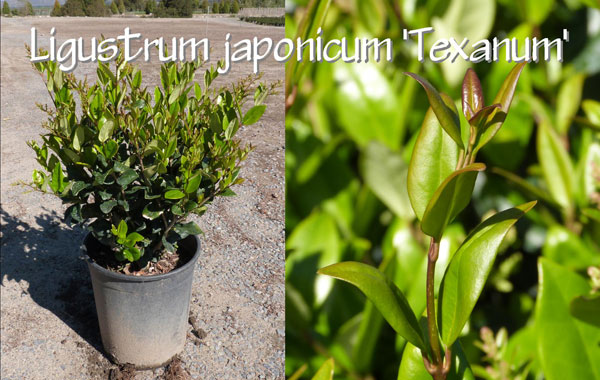 Ligustrum-japonicum-'Texanum'