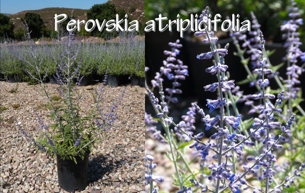 Perovskia-atriplicifolia-(2)