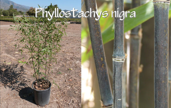 Phyllostachys-nigra