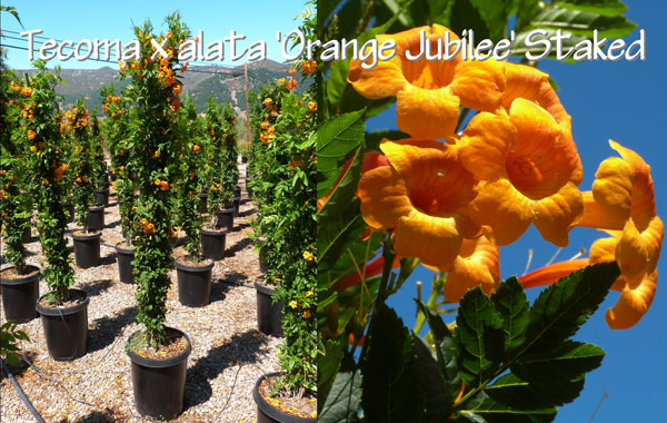 Tecoma-x-alata-'Orange-Jubilee'-Staked