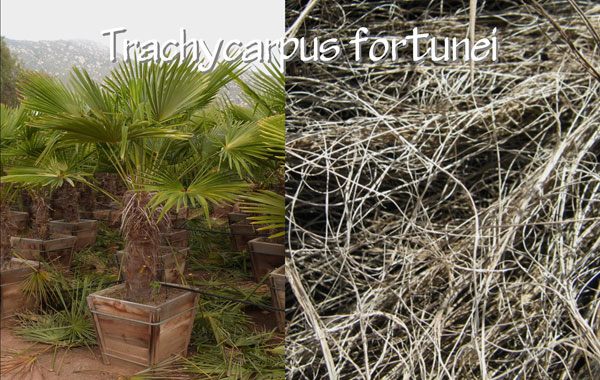 Trachycarpus-fortunei