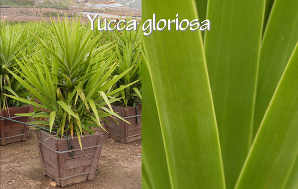 Yucca-gloriosa