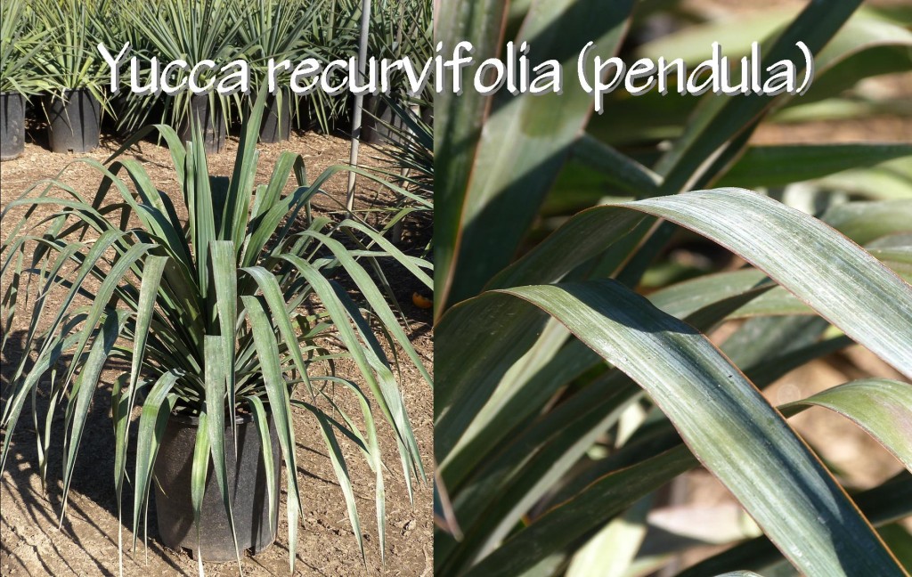 Yucca recurvifolia (pendula)