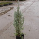 1g Juniperus scopulorum 'Wichita Blue'