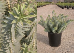 EuphorbiaRigida