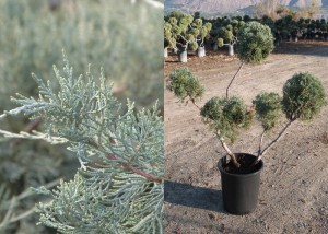 JuniperusXPfitzeriana