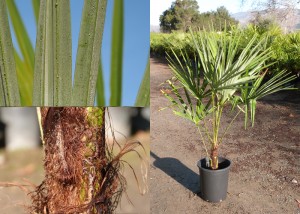 TrachycarpusFortunei