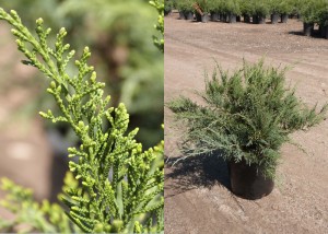 JuniperusChinensis