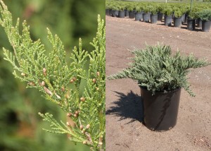JuniperusSabina