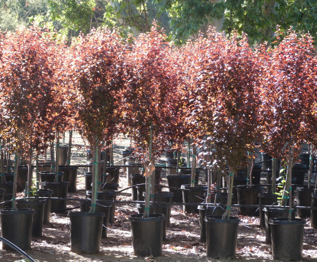 Au Rosa Plum Trees For Sale at Ty Ty Nursery