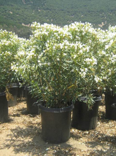 Nerium oleander <span>Dwarf White</span>