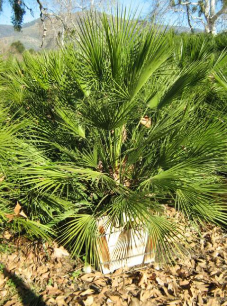 Palm: Chamaerops humilis