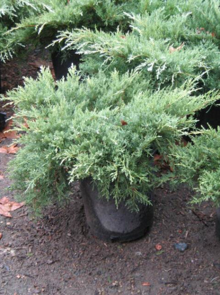 Juniperus x pfitzeriana <span>‘Glauca’ (Blue)</span>