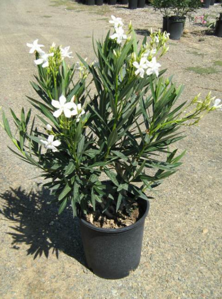 Nerium oleander <span>White</span>