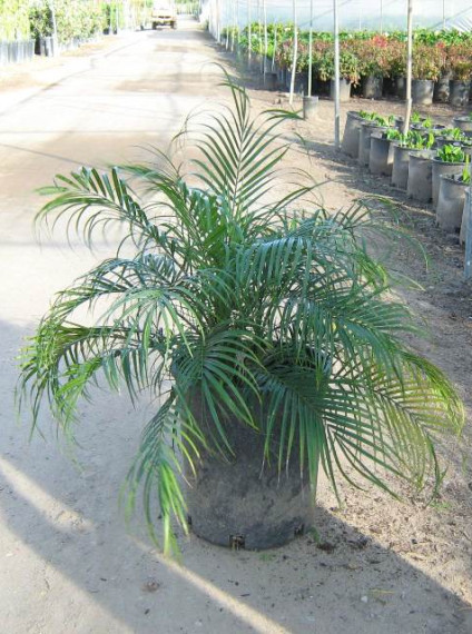 Palm: Phoenix roebelenii