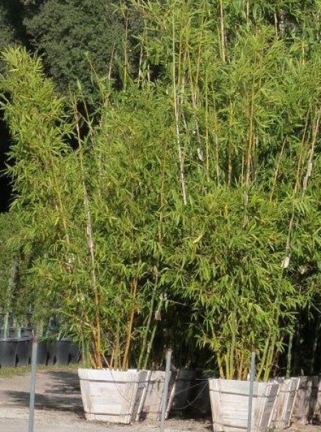 BAMBOO: Bambusa oldhamii