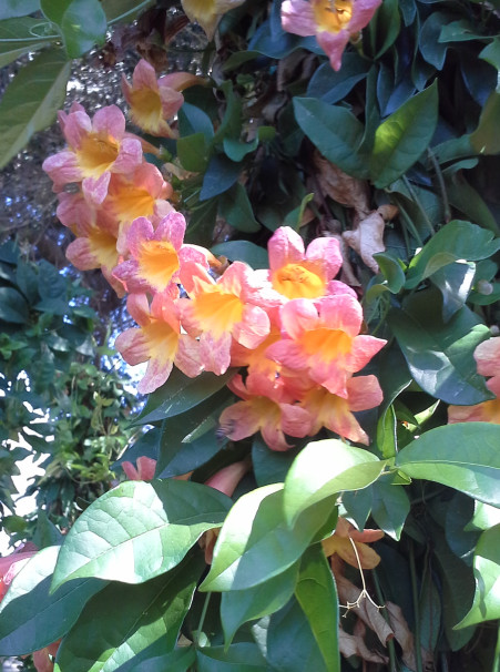 BIGNONIA capreolata ‘Tangerine Beauty’