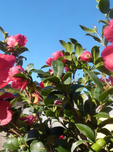 Camellia sasanqua <span>‘Yuletide’</span>
