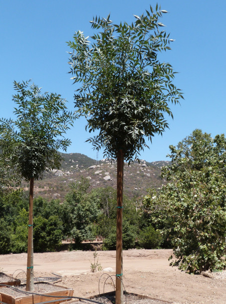 Fraxinus angustifolia subsp. oxycarpa <span>‘Raywood’</span>