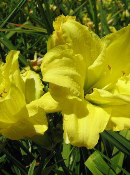 Hemerocallis hybrids <span>‘Double Yellow’</span>