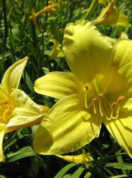 Hemerocallis hybrids <span>‘Yellow’</span>