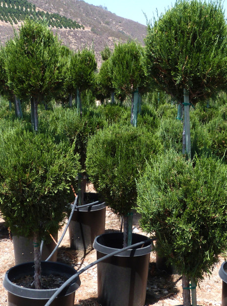 Juniperus chinensis <span>‘Spartan’ Poodle</span>