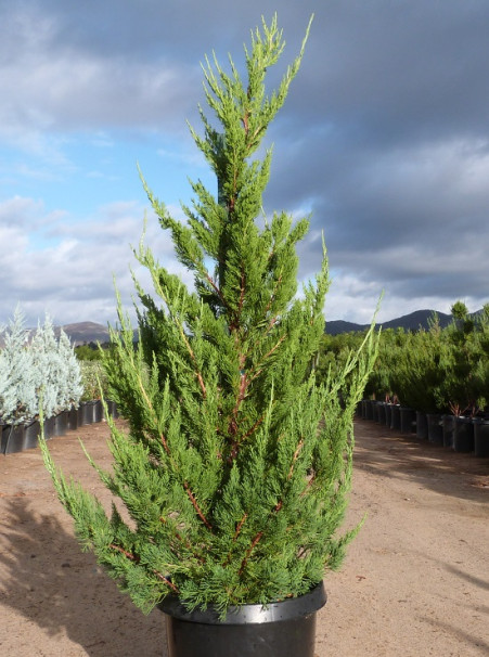 Juniperus chinensis <span>‘Torulosa’</span>