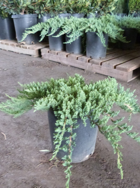 Juniperus procumbens <span>‘Nana’</span>