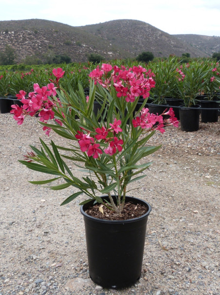 Nerium oleander <span>Oleander Red</span>