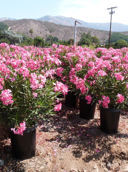 Nerium oleander <span>Pink</span>