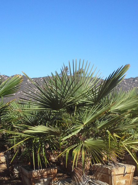 Palm: Trachycarpus fortunei