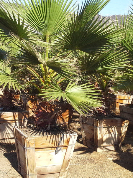 Palm:  Washingtonia robusta