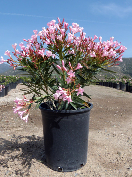 Nerium oleander <span>‘Petite Pink’</span>