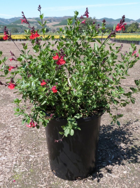 Salvia greggii <span>‘Red’</span>