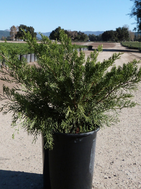Juniperus chinensis ‘Sea Green’
