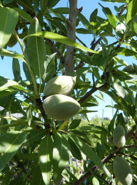 Almond Tree – Prunus dulcis