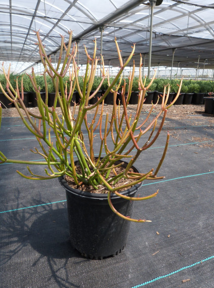 Euphorbia tirucalli <span>‘Firesticks’</span>