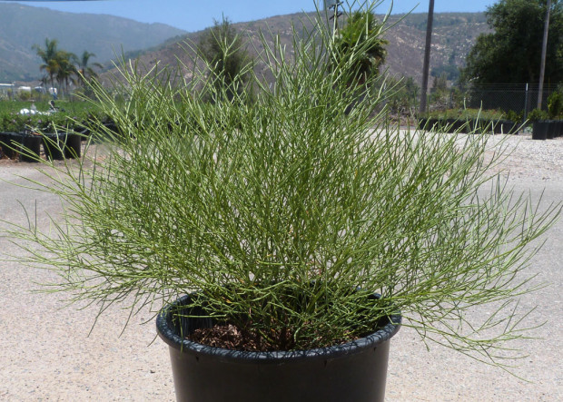 Cassia nemophylla