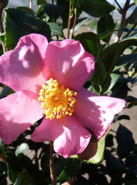 Camellia sasanqua <span>‘Cleopatra’</span>