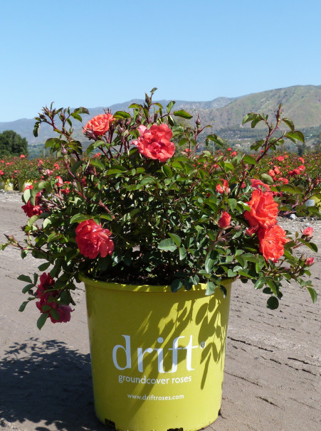 Drift Rose
