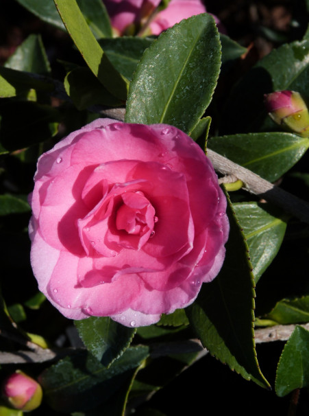 Camellia sasanqua <span>‘Chansonette’</span>