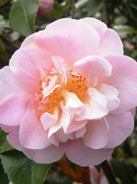 Camellia x <span>‘High Fragrance’</span>