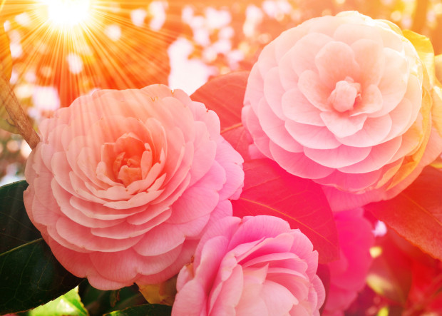 Enchanting Camellias for Color and Fragrance