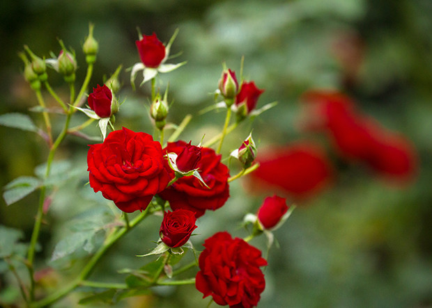 Get a jump start on Spring! Maintenance for Roses.