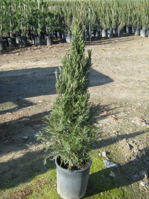 5g Juniperus chinensis 'Spartan' - T-Y Nursery