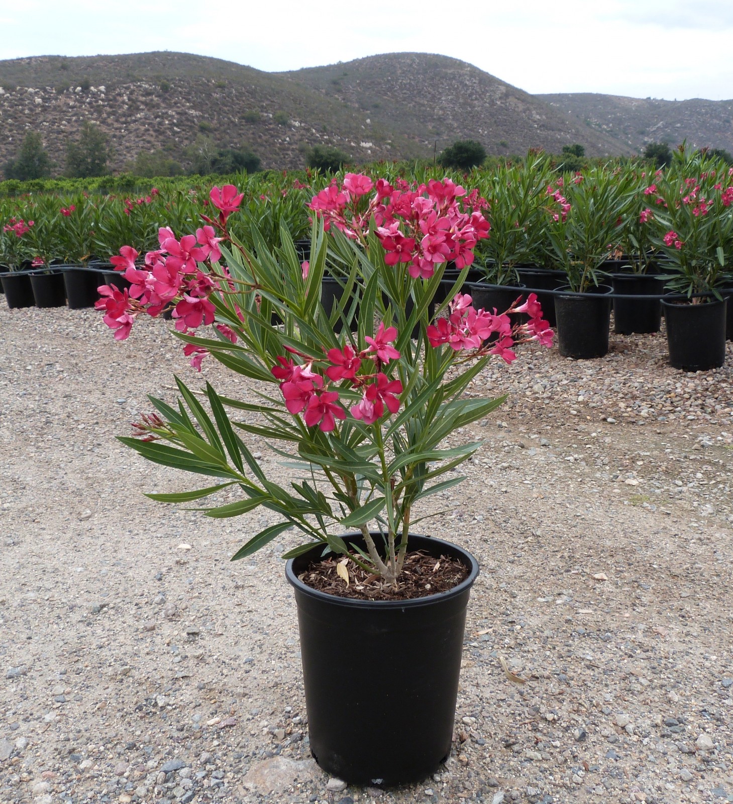 Nerium oleander Oleander Red   T Y Nursery