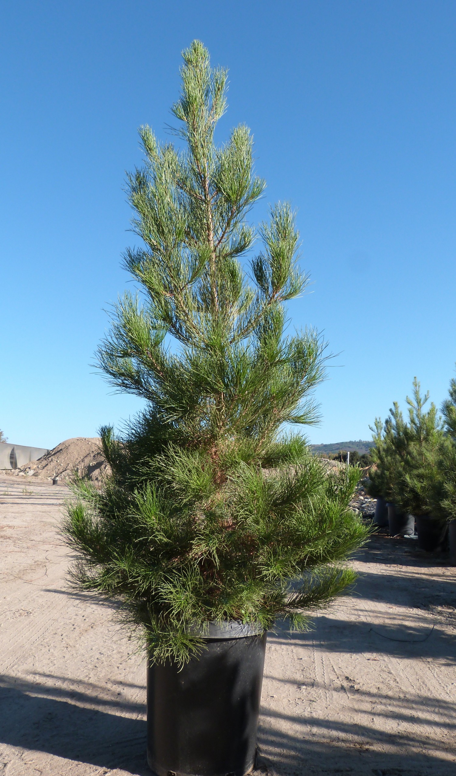 50 seeds Eldar pine Pinus eldarica